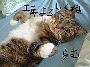 工房猫